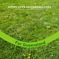 Best Lawn Spring Recommendations for QUEENSLAND
