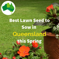 Best Lawn Seed for QUEENSLAND IN SPRING