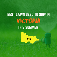 SUMMER 2020: BEST LAWN SEED FOR VICTORIA