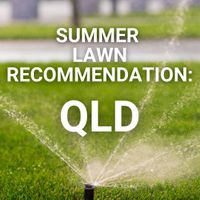 Summer Lawn Tips: Queensland