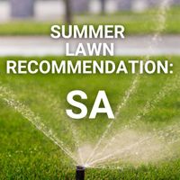 Summer Lawn Tips: South Australia