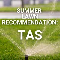 Summer Lawn Tips: Tasmania