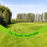 Your best summer lawn in SOUTH AUSTRALIA