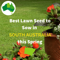 Best Seed for SOUTH AUSTRALIA IN SPRING