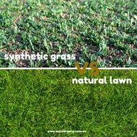 Natural or Synthetic Lawn? Which is best?