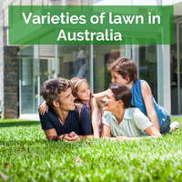 Varieties of Lawn in Australia: Kikuyu, Fine Ryegrass, Couch, Tall Fescue and more.