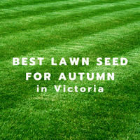Your Best Autumn Lawn in Victoria
