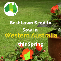 Best Lawn Seed for WESTERN AUSTRALIA IN SPRING