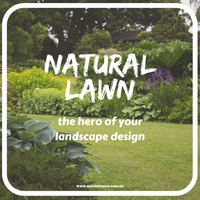 Natural Lawn: The hero of your landscape design