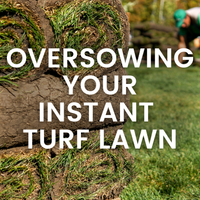 Oversowing Your Instant Turf Lawn