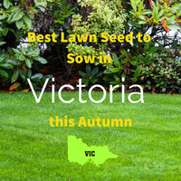 AUTUMN LAWNS: Best Lawn Seed to sow in Victoria this Autumn