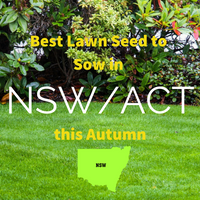 AUTUMN LAWNS: Best Lawn Seed to sow in NSW and ACT this Autumn