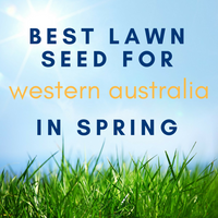 SPRING LAWNS: Best Lawn Seed to Sow in Western Australia in Spring