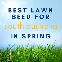 SPRING LAWNS: Best Lawn Seed to Sow in South Australia in Spring