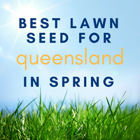 SPRING LAWNS: Best Lawn Seed to Sow in Queensland in Spring