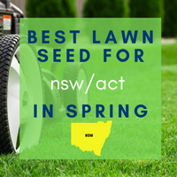 SPRING LAWNS 2019:  Best lawn seed to sow in NSW/ACT