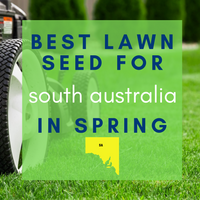 SPRING LAWNS 2019:  Best lawn seed to sow in South Australia