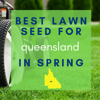 SPRING LAWNS 2019:  Best lawn seed to sow in Queensland