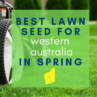 SPRING LAWNS 2019:  Best lawn seed to sow in Western Australia