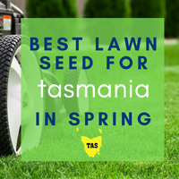 SPRING LAWNS 2019:  Best lawn seed to sow in Tasmania