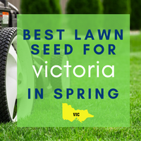 SPRING LAWNS 2019:  Best lawn seed to sow in Victoria