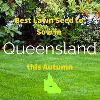AUTUMN LAWNS: Best Lawn Seed to sow in Queensland this Autumn