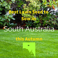 AUTUMN LAWNS: Best Lawn Seed to sow in South Australia this Autumn