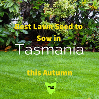 AUTUMN LAWNS: Best Lawn Seed to sow in Tasmania this Autumn