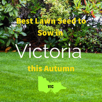 AUTUMN SOWING - Best Lawn Seed to Sow in Victoria 2020