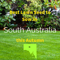 AUTUMN SOWING - Best Lawn Seed to Sow in South Australia 2020