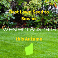 AUTUMN SOWING - Best Lawn Seed to Sow in Western Australia 2020