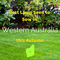 AUTUMN LAWNS: Best Lawn Seed to sow in Western Australia this Autumn