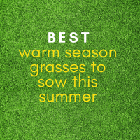 Our best Warm Season Lawn Grasses to Plant this Summer