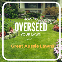 How to Overseed Your Lawn