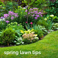 Spring Tips for your Lawn