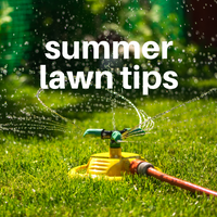 Summer Lawn Tips 2019