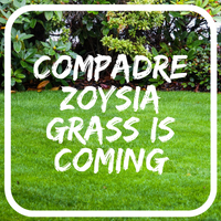 Zoysia Lawn Seed - coming soon to Great Aussie Lawns
