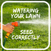 The importance of watering your lawn seed correctly