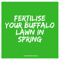 Time to Fertilise Your Buffalo Lawn!