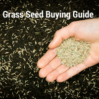 Grass Seed Buying Guide