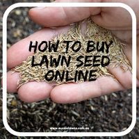 How to Buy Lawn Seed Online