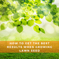 How to get the best results when growing lawn seed