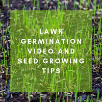 Lawn Germination Video and Seed Growing Tips