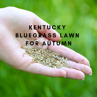 Ben from Lawn Tips Kentucky Bluegrass Project