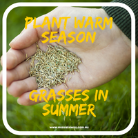 Plant Warm Season Grasses in Summer!