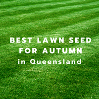Your Best Autumn Lawn in Queensland