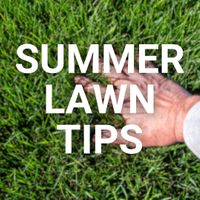 Summer Lawn Tips