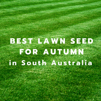 Your Best Autumn Lawn in South Australia