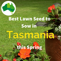 Best Lawn Seed for TASMANIA IN SPRING