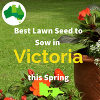 Best Lawn Seed for VICTORIA IN SPRING